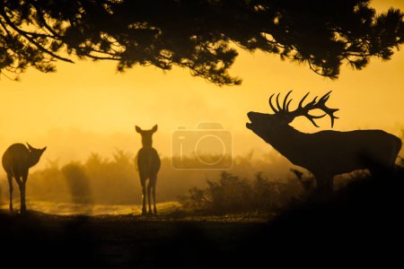 Silhouetted Red Deer during the annual deer rut in Bushy Park, London