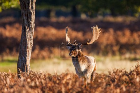 Fallow deer stag during the annual rut in London, UK