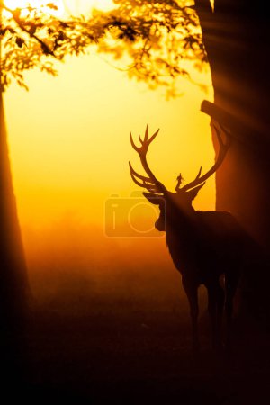 Silhouette of Red Deer in the early morning mist in Bushy Park London, UK
