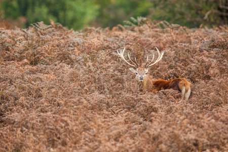 Red deer stag standing in the dead bracken in London's parks in the UK