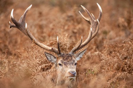 Red deer stag standing in the dead bracken in London's parks in the UK