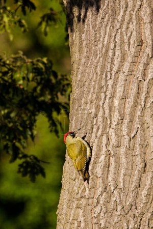 Green woodpecker perched on the bark of a tree in the morning sun in London.