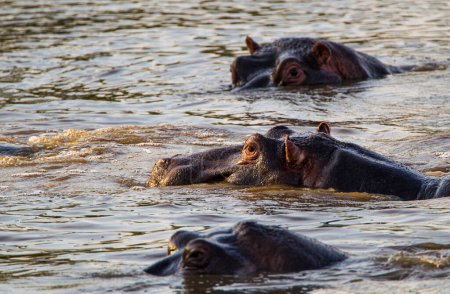 Hippos wallowing in a river in the Kruger Park, South Africa