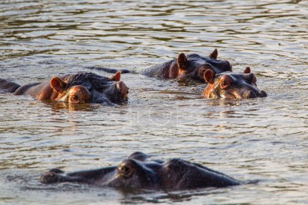 Hippos wallowing in a river in the Kruger Park, South Africa