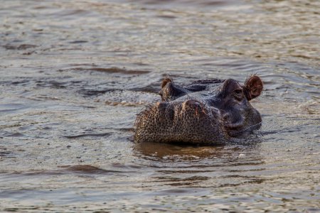 Hippos se vautrant dans une rivière dans le parc Kruger, Afrique du Sud