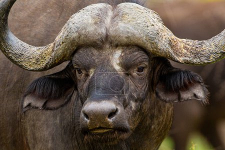 Buffalo africain dans les prairies verdoyantes du parc Kruger, Afrique du Sud