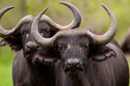 Buffalo africain dans les prairies verdoyantes du parc Kruger, Afrique du Sud