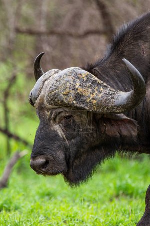 Búfalo africano en las praderas verdes del Parque Kruger, Sudáfrica