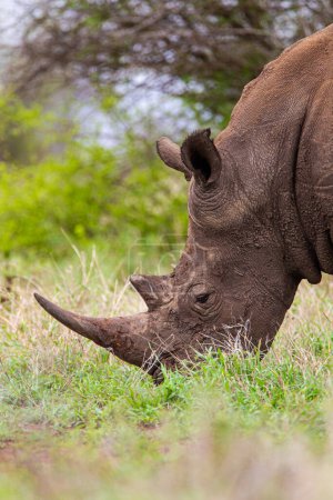 Southern White Rhino macho pastando en la sabana abierta de Sudáfrica