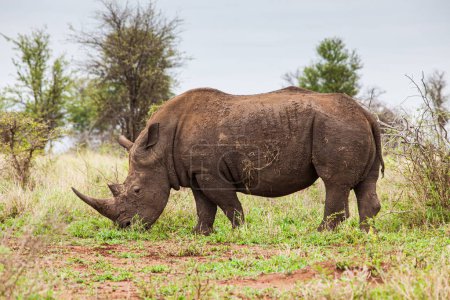 Southern White Rhino macho pastando en la sabana abierta de Sudáfrica