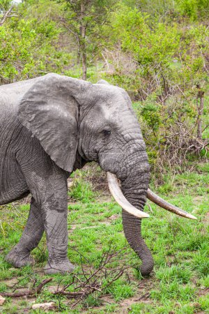 Homme éléphant avec de grandes défenses marche à travers les prairies du parc Kruger, Afrique du Sud