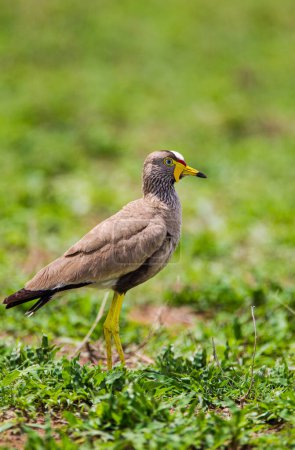 African Wattled Lapwing walking on the grasslands of the veldt in the Kruger Park, South Africa
