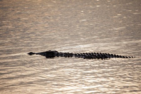 Afrikanisches Krokodil lauert in den Flüssen des Kruger Parks, Südafrika