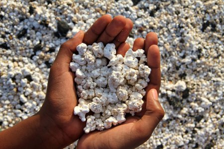 White coral scraps who look like popcorn holds by hands in Playa de Majanicho, Fuerteventura, Spain