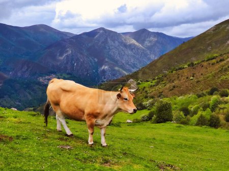 Téléchargez les photos : Bovins 'Asturiana de los Valles' près du village de Cores, Parc Naturel de Somiedo, Asturies, Espagne, Europe - en image libre de droit