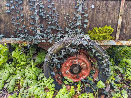 Detalle de una rueda de un vehículo en desuso cubierto de vegetación