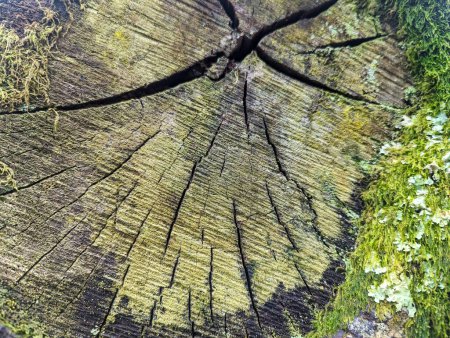 Foto de Superficie de un tronco cortado con grietas y cubierto con musgo - Imagen libre de derechos