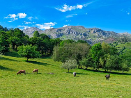 Ganado pastando en un prado y Sueve Sierra en el fondo, pueblo de Carrazal, Asturias, España