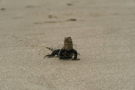 Téléchargez les photos : Lagarto caminando por playa de costa rica - en image libre de droit