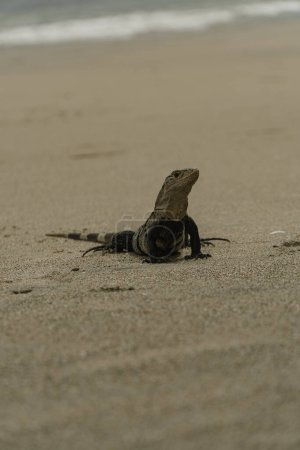Téléchargez les photos : Lagarto caminando por playa de costa rica - en image libre de droit