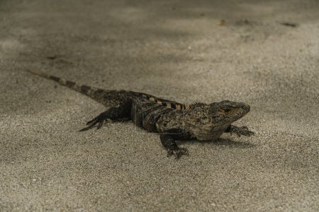 Téléchargez les photos : Iguana en playa de costa rica - en image libre de droit