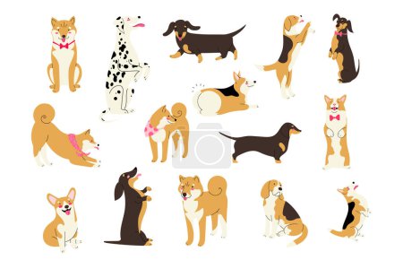 Ilustración de Gran conjunto con lindas razas de perros diferentes, corgi, beagle, shiba inu, dachshund, dalmacia. Ilustración vectorial aislada en diseño plano - Imagen libre de derechos