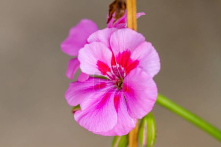 Téléchargez les photos : Fleur de géranium rose et rouge sur fond ocre - en image libre de droit
