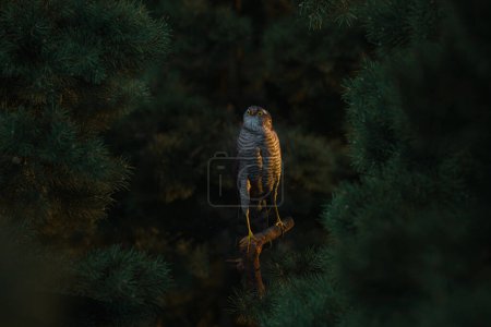 3D rendering of a female sparrowhawk sitting in the branches of conifer trees in the evening sunlight