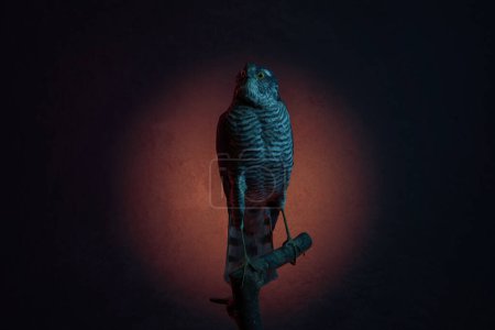 3D rendering of a female sparrowhawk illuminated by abstract lights