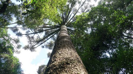 Téléchargez les photos : Araucria, Pinheiro do Parana, forêt atlantique du sud du Brésil, image de bas en haut - en image libre de droit