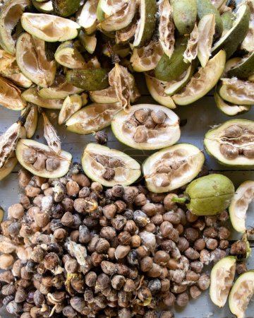 Téléchargez les photos : Maranho châtaignier, fruits et graines - en image libre de droit