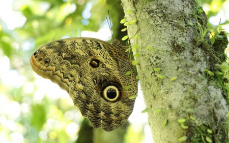 Owl butterfly, genus Caligo, typical of South America.