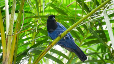 Die blaue Krähe, ein durchreisender Vogel aus der Familie der Korallen, bewohnt den brasilianischen Atlantikwald