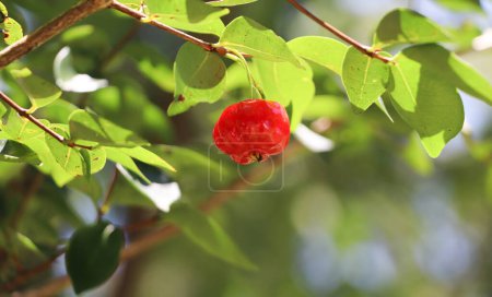 Pitanga es el fruto de la pitangueira, una planta dicotiledónea de las mirtáceas 