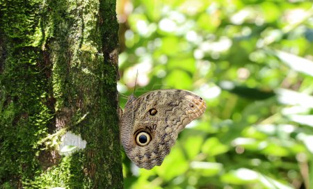 Eule Schmetterling, Schmetterling der Gattung Caligo, typisch für Südamerika.