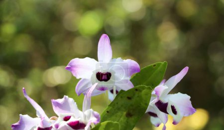 Dendrobium nobile, conocido como ojo de muñeca, es una orquídea fácil de cultivar