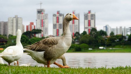 Goose, domestic bird, on the lawn of Barigui Park, Curitiba, state of Paran, Brazil