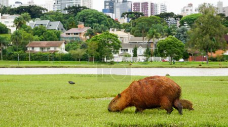 Capybaras in Parque Barigui, public park in the city of Curitiba, state of Paran, Brazil