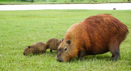 Capybaras in Parque Barigui, public park in the city of Curitiba, state of Paran, Brazil