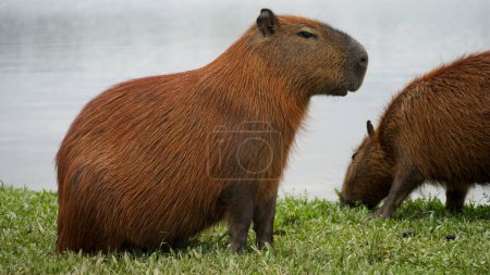 Capybara oder Capincho ist eine Art Nagetier aus der Familie der Caviidae und der Unterfamilie Hydrochoerinae.