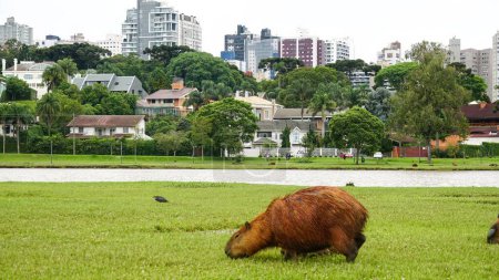 A capybara on the lawn of Parque Barigui, a public park in the city of Curitiba, capital of the state of Paran, Brazil