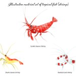 Illustration material set of tropical fish (shrimp)