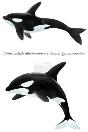 Foto de Conjunto de ilustración de ballena asesina pintada por acuarela - Imagen libre de derechos