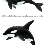 Illustration set of killer whale painted by watercolor