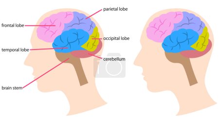 Téléchargez les illustrations : Illustration of the structure of the brain - en licence libre de droit