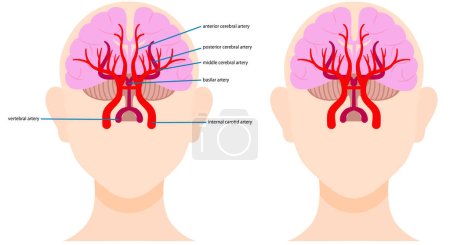 Illustration for Illustration of blood vessels in the brain - Royalty Free Image