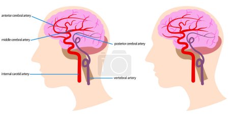 Illustration for Illustration of blood vessels in the brain - Royalty Free Image