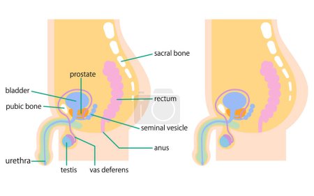 Téléchargez les illustrations : Illustration depicting the internal organs of the male lower abdomen from the side - en licence libre de droit