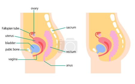 Téléchargez les illustrations : Illustration depicting the internal organs of a woman's lower abdomen from the side - en licence libre de droit