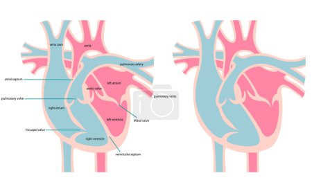 Illustration for Cross section of the heart - Royalty Free Image